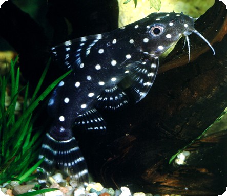 Catfish - Synodontis Angelicus - 3 inch